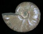 Silver Iridescent Ammonite - Madagascar #5356-1